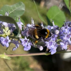 Click to view this image in a large viewer