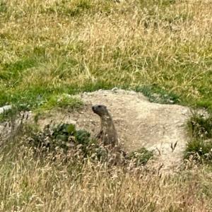 Click to view this image in a large viewer