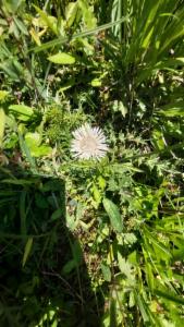 Click to view this image in a large viewer