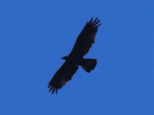 Click to view this image in a large viewer