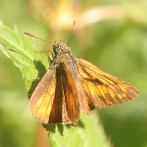 Click to view this image in a large viewer