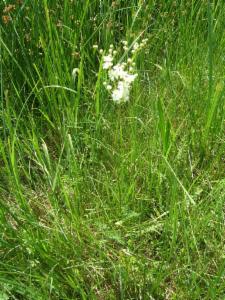 Click to view this image in a large viewer