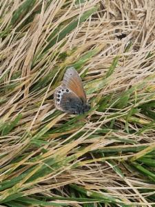 Click to view this image in a large viewer