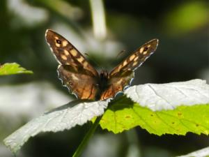 Click to view this image in a large viewer