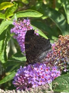 Click to view this image in a large viewer