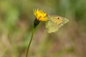 Click to view this image in a large viewer