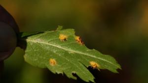 Click to view this image in a large viewer