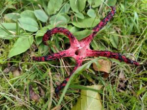 Click to view this image in a large viewer