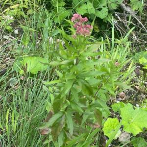 Click to view this image in a large viewer