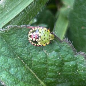 Click to view this image in a large viewer