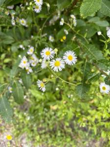 Click to view this image in a large viewer