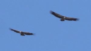 Click to view this image in a large viewer