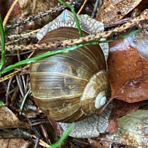 Click to view this image in a large viewer