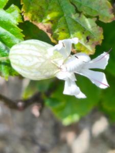 Click to view this image in a large viewer