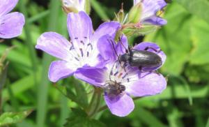 Click to view this image in a large viewer