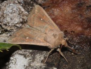 Click to view this image in a large viewer