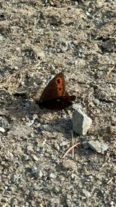 Click to view this image in a large viewer