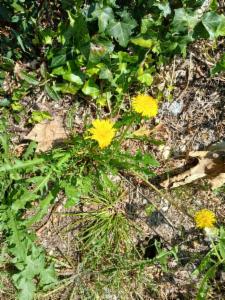 Click to view this image in a large viewer