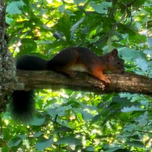 Click to view this image in a large viewer