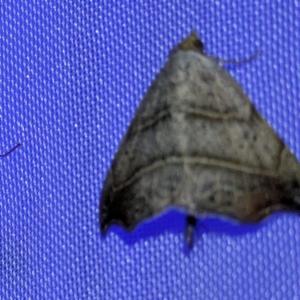 Click to view this image in a large viewer