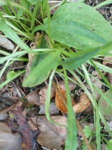 Click to view this image in a large viewer