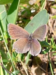 Click to view this image in a large viewer