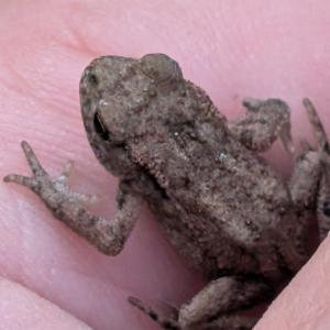 Click to view this image in a large viewer