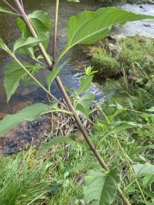 Click to view this image in a large viewer