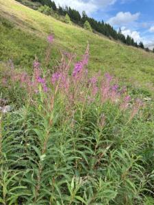 Click to view this image in a large viewer