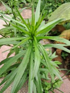 Click to view this image in a large viewer