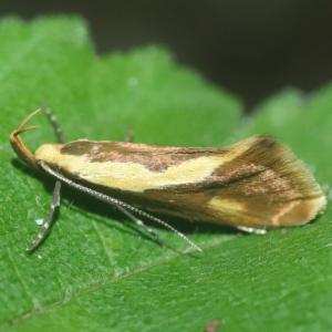 Click to view this image in a large viewer