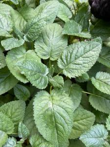 Click to view this image in a large viewer