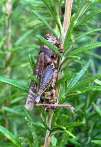 Click to view this image in a large viewer