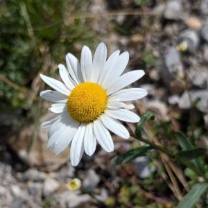 Click to view this image in a large viewer