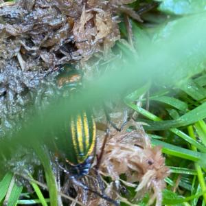 Click to view this image in a large viewer