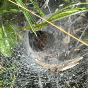 Click to view this image in a large viewer