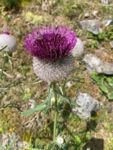 Click to view this image in a large viewer