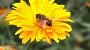 Click to view this image in a large viewer