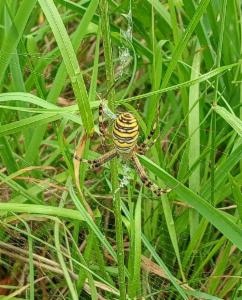 Click to view this image in a large viewer