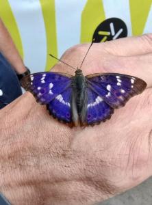 Click to view this image in a large viewer