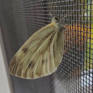 Click to view this image in a large viewer