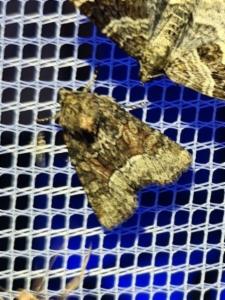 Click to view this image in a large viewer