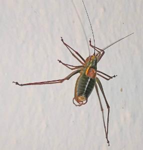 Click to view this image in a large viewer