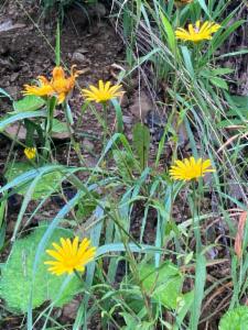 Click to view this image in a large viewer