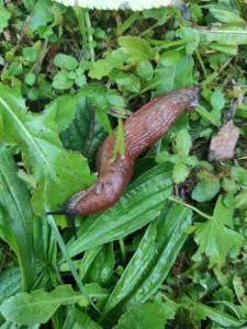 Click to view this image in a large viewer