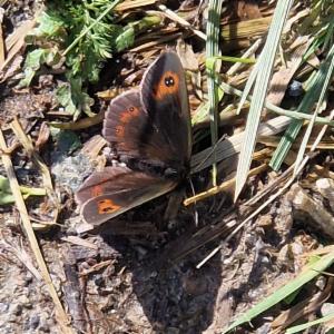 Click to view this image in a large viewer