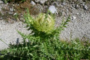 Click to view this image in a large viewer