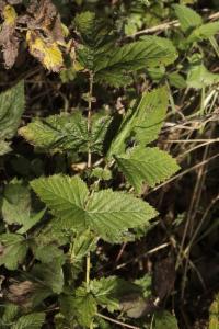 Click to view this image in a large viewer