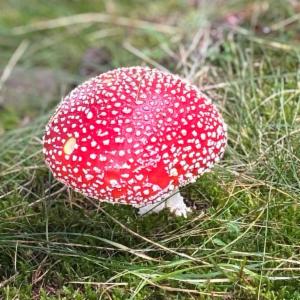 Click to view this image in a large viewer