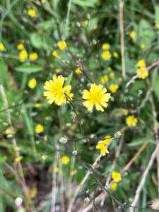 Click to view this image in a large viewer